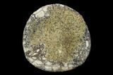 Polished Fossil Sand Dollar - California #97531-1